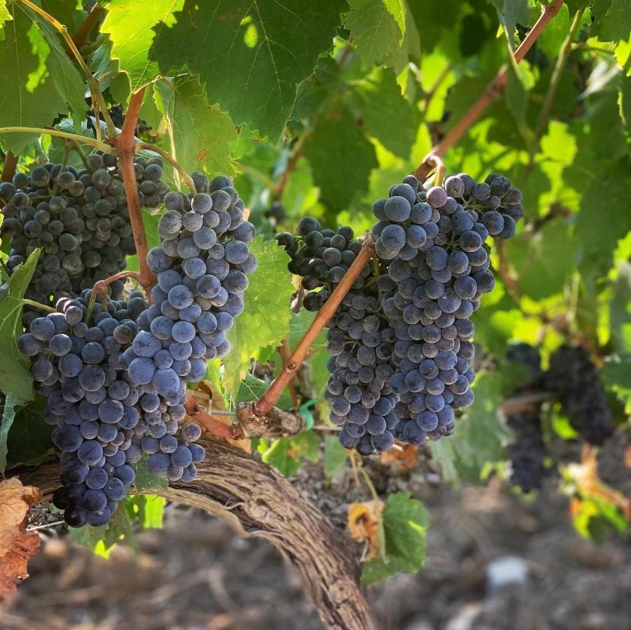 マリアーノ・イン・トスカーナ Fattoria Di Magliano Wineryヴィラ エクステリア 写真