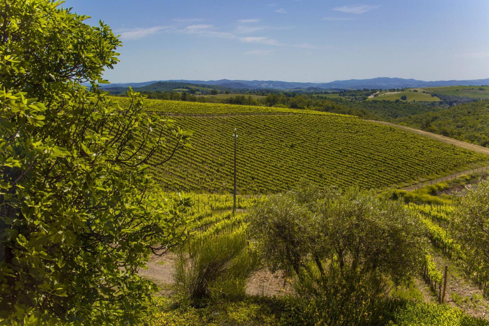 マリアーノ・イン・トスカーナ Fattoria Di Magliano Wineryヴィラ 部屋 写真