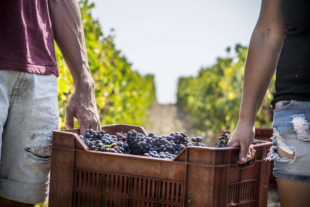 マリアーノ・イン・トスカーナ Fattoria Di Magliano Wineryヴィラ エクステリア 写真