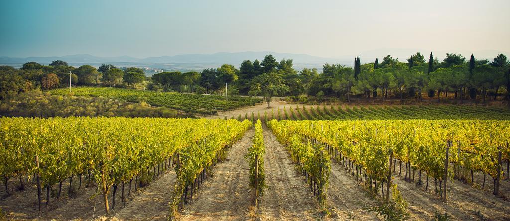 マリアーノ・イン・トスカーナ Fattoria Di Magliano Wineryヴィラ エクステリア 写真